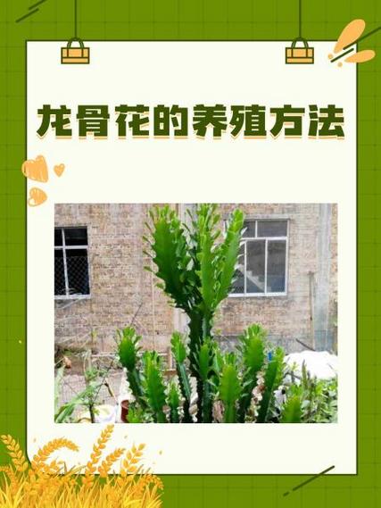 球类风景树种什么好,龙骨植物花境怎么养护的视频。 植物栽培 球类风景树种什么好,龙骨植物花境怎么养护的视频。 第2张 球类风景树种什么好,龙骨植物花境怎么养护的视频。 植物栽培