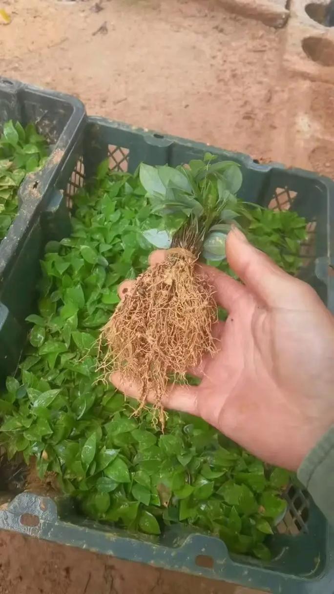 原土苗快递回来怎么养护，新买的植物怎样种好养护呢。