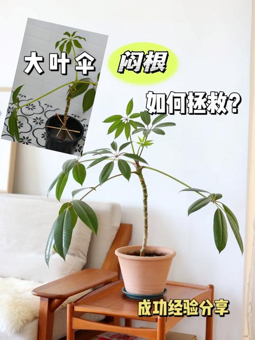 家庭盆栽花卉绿植浇水闷根怎么处理，拍一张养护植物的照片多少钱。