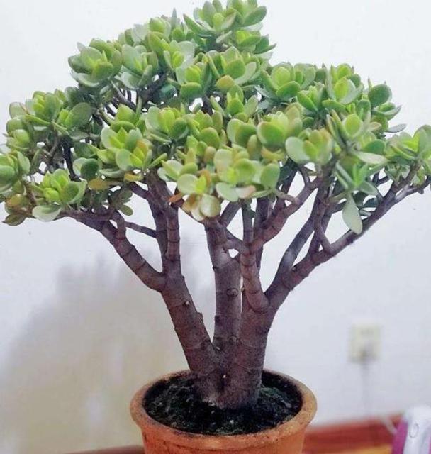 高原深盆适合种什么植物,高原盆栽植物怎么养护的好。 修剪技巧 高原深盆适合种什么植物,高原盆栽植物怎么养护的好。 第2张 高原深盆适合种什么植物,高原盆栽植物怎么养护的好。 修剪技巧