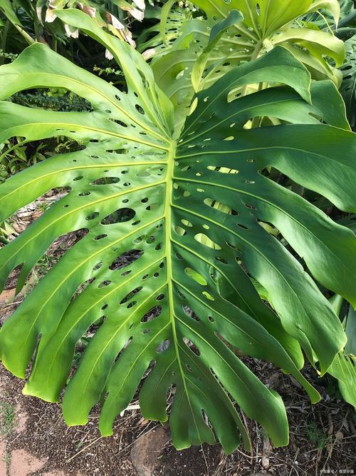 没有光线的房间适合养什么植物，什么植物不需要养护的呢图片。
