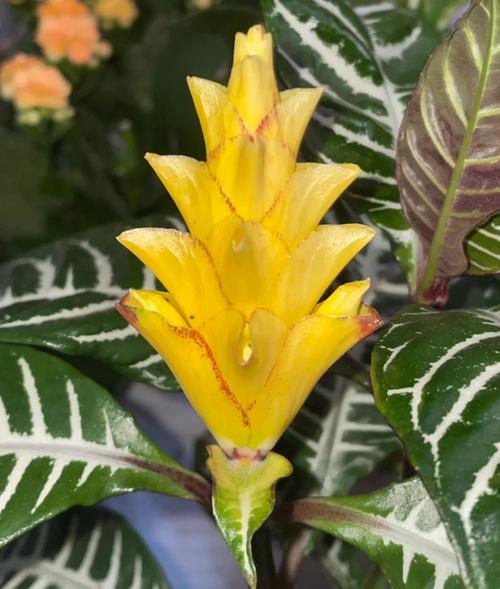 斑马花冬天的养殖方法，网红斑马植物怎么养护的视频。