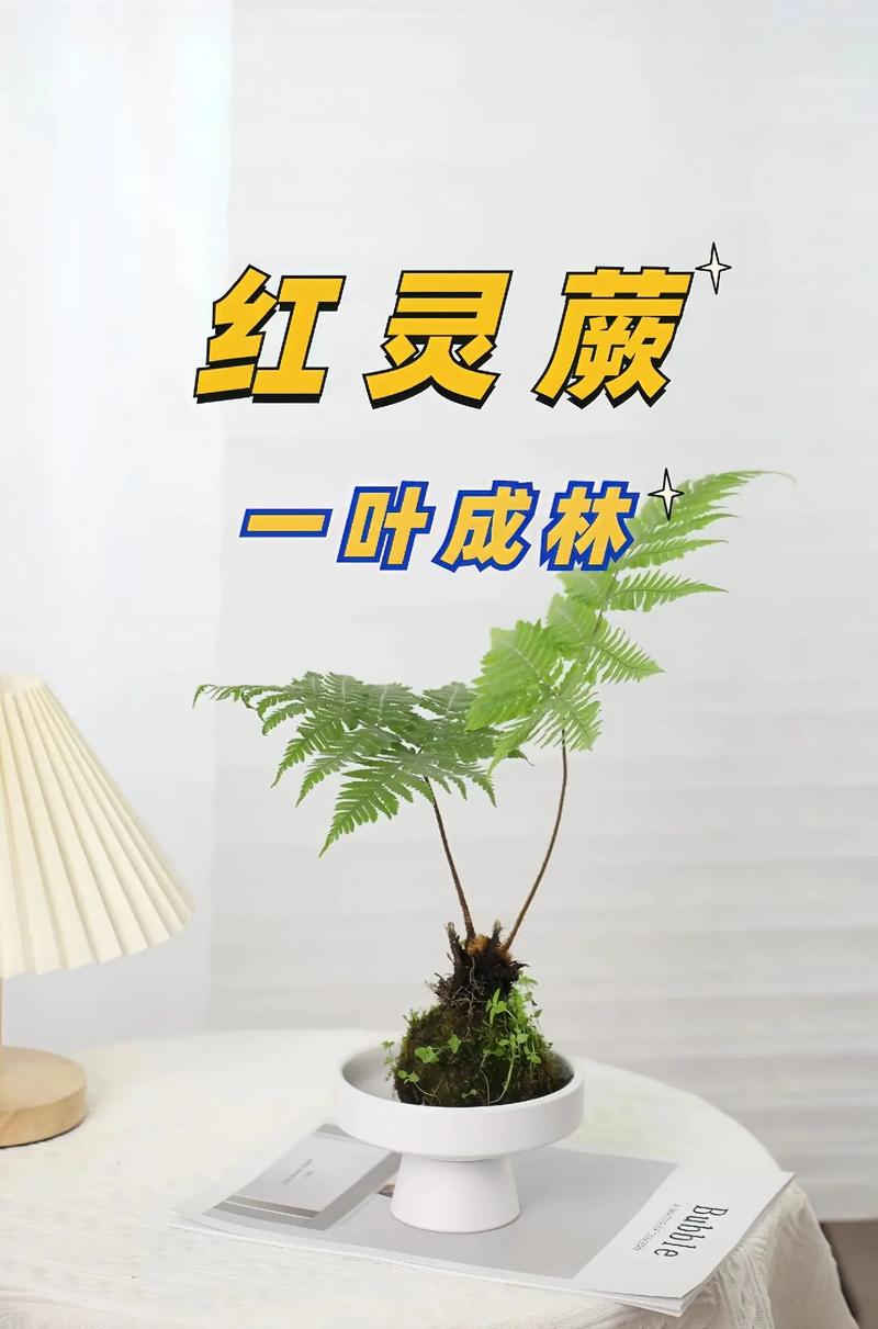 红灵蕨有毒吗,龙爪蕨类植物怎么养护的视频。 修剪技巧 红灵蕨有毒吗,龙爪蕨类植物怎么养护的视频。 第2张 红灵蕨有毒吗,龙爪蕨类植物怎么养护的视频。 修剪技巧