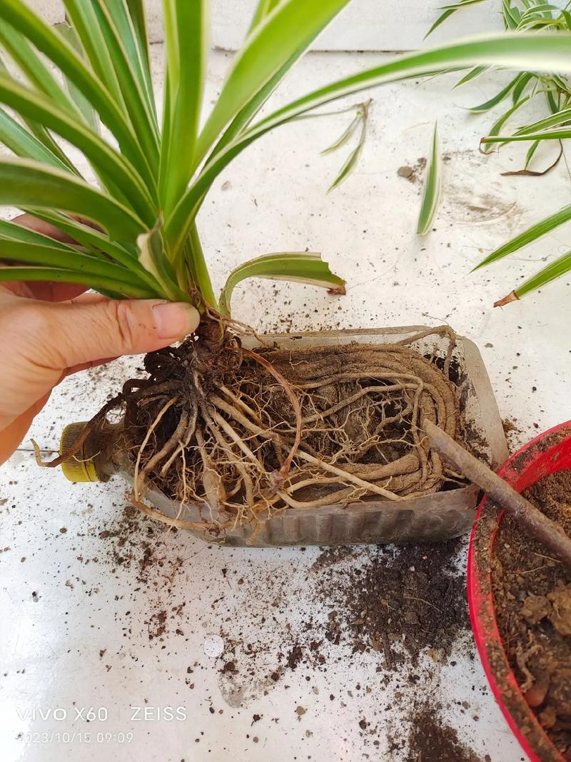 吊兰怎么吊得最长，怎么养护超长发根的植物呢。