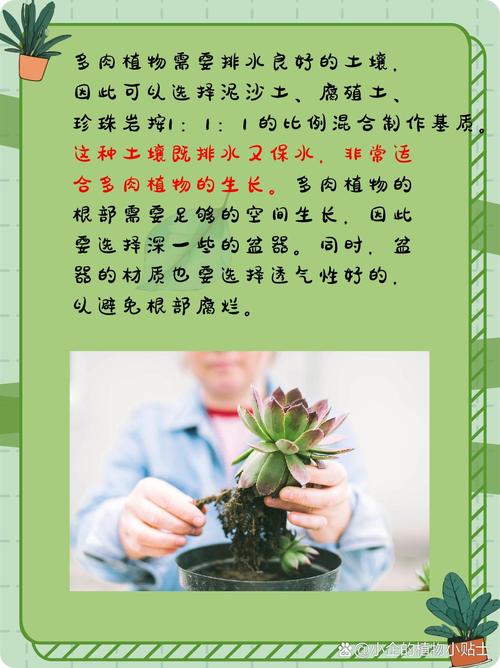 多肉植物夏天养殖方法，高温养护多肉植物的方法有哪些。