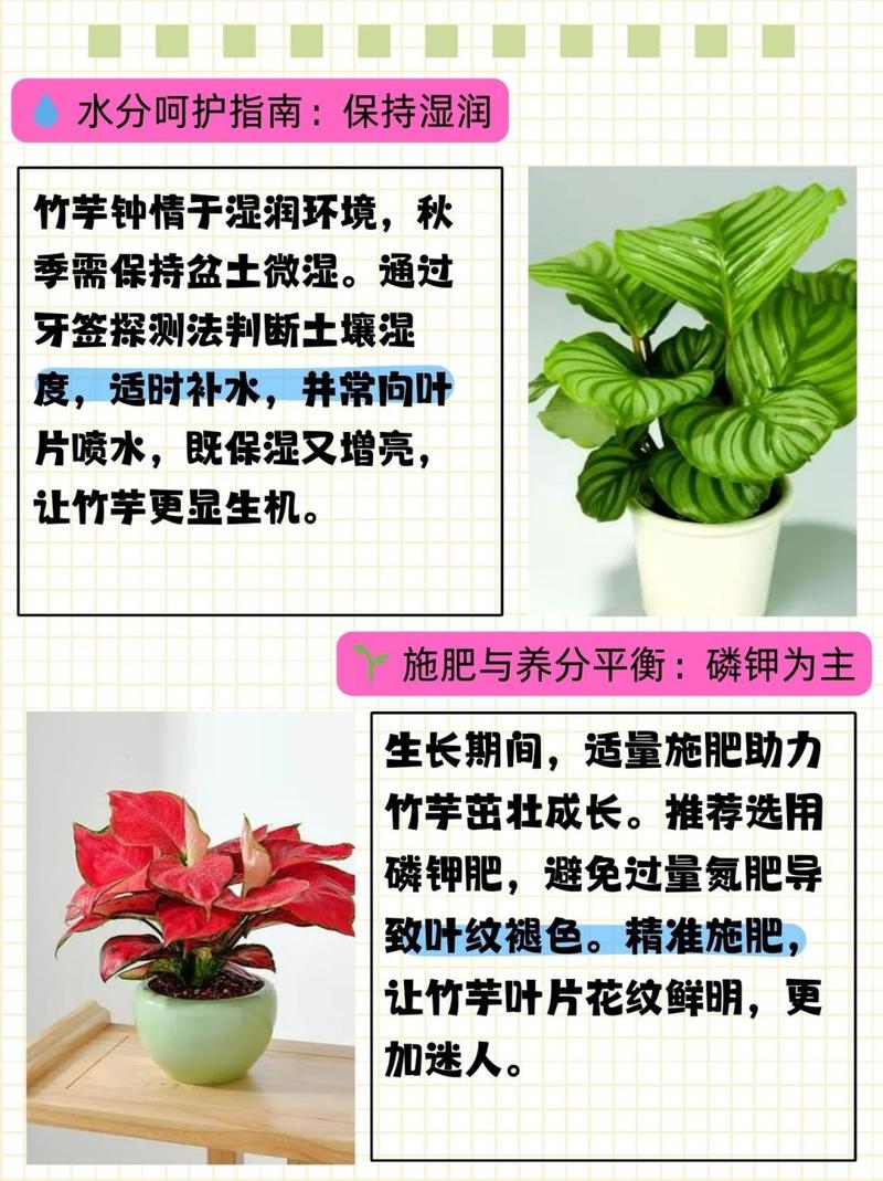 小仙女竹芋的养殖方法和注意事项，网红植物竹芋怎么养护的视频。