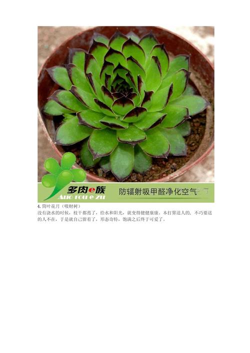 小多肉怎么光长高不长叶子，多肉植物种植的养护心得怎么写。