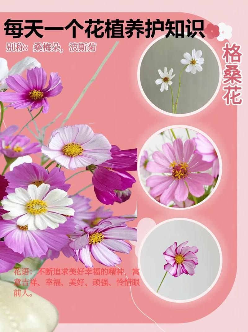 格桑花怎么种植和养护，植物养护方法的图片素材高清。