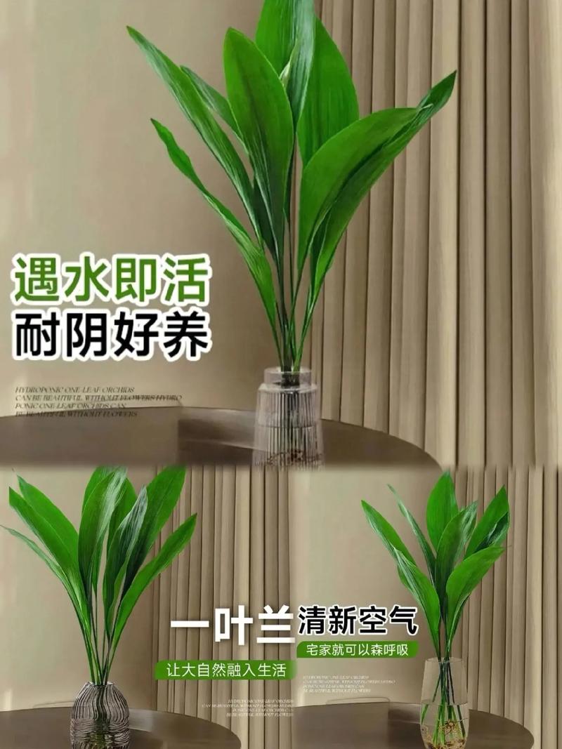 大叶兰怎么养殖方法,室内大叶植物的养护措施有哪些。 观叶植物 大叶兰怎么养殖方法,室内大叶植物的养护措施有哪些。 第2张 大叶兰怎么养殖方法,室内大叶植物的养护措施有哪些。 观叶植物