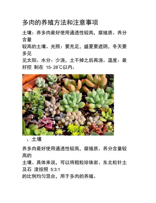 多肉植物养殖技术与方法，植物多肉的养护和管理方法。