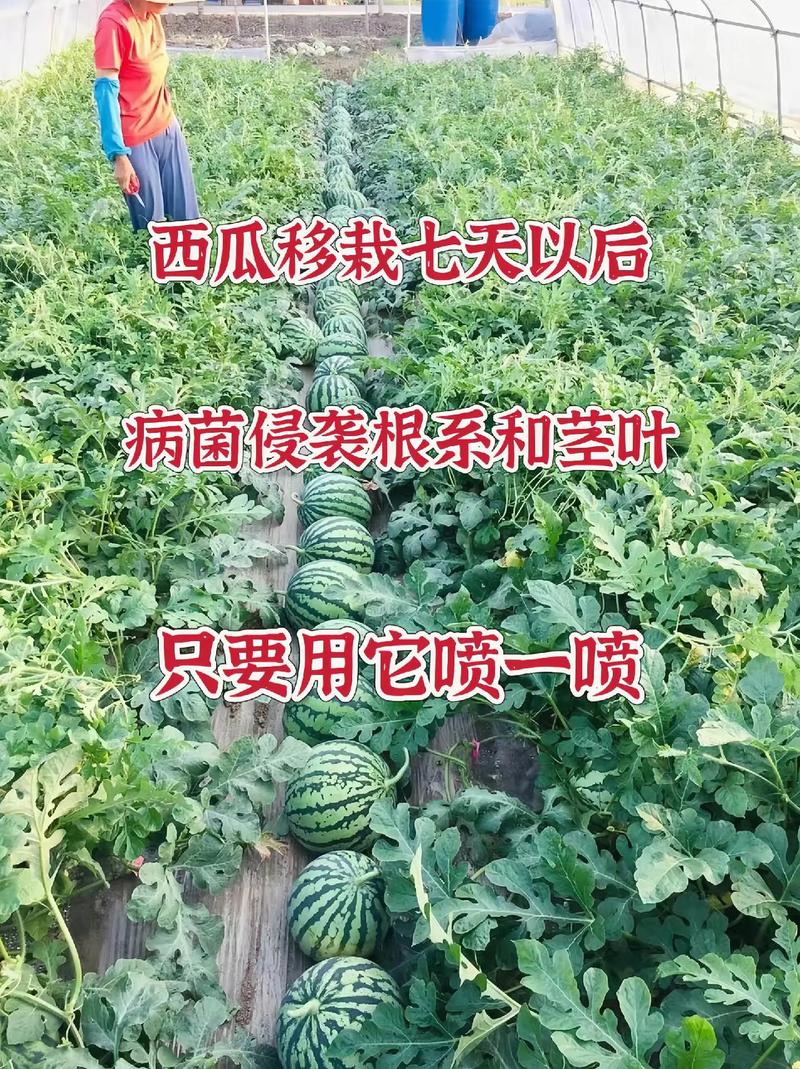 西瓜苗子叶枯黄已干，还有用吗？请教老师傅指点。谢谢，西瓜叶植物的养护要点是什么。