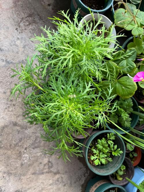 玛格丽特小苗的养护能放自动吸水盆吗，自动吸水盆植物的养护方法。
