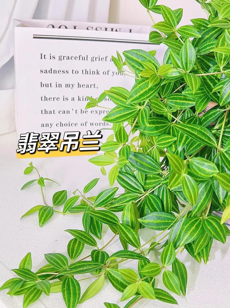 垂吊露台植物有哪些，可垂吊的植物翡翠养护方法。