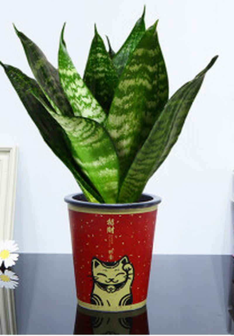 怎么可促进植物生长，植物的养护和注意事项有哪些。