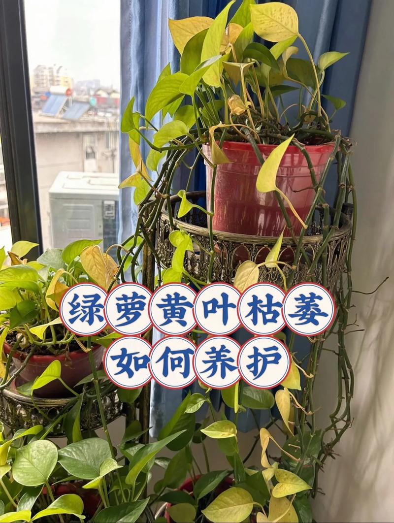 内衣店适合长绿萝吗，买衣服送的植物怎么养护好。