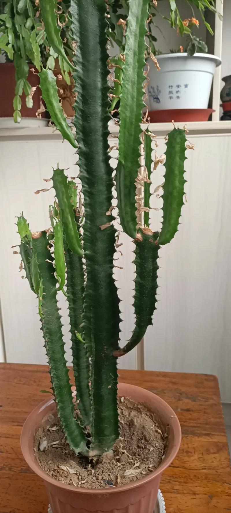 蟹爪兰嫁接后如何养护管理，根接后的植物怎么养护好。
