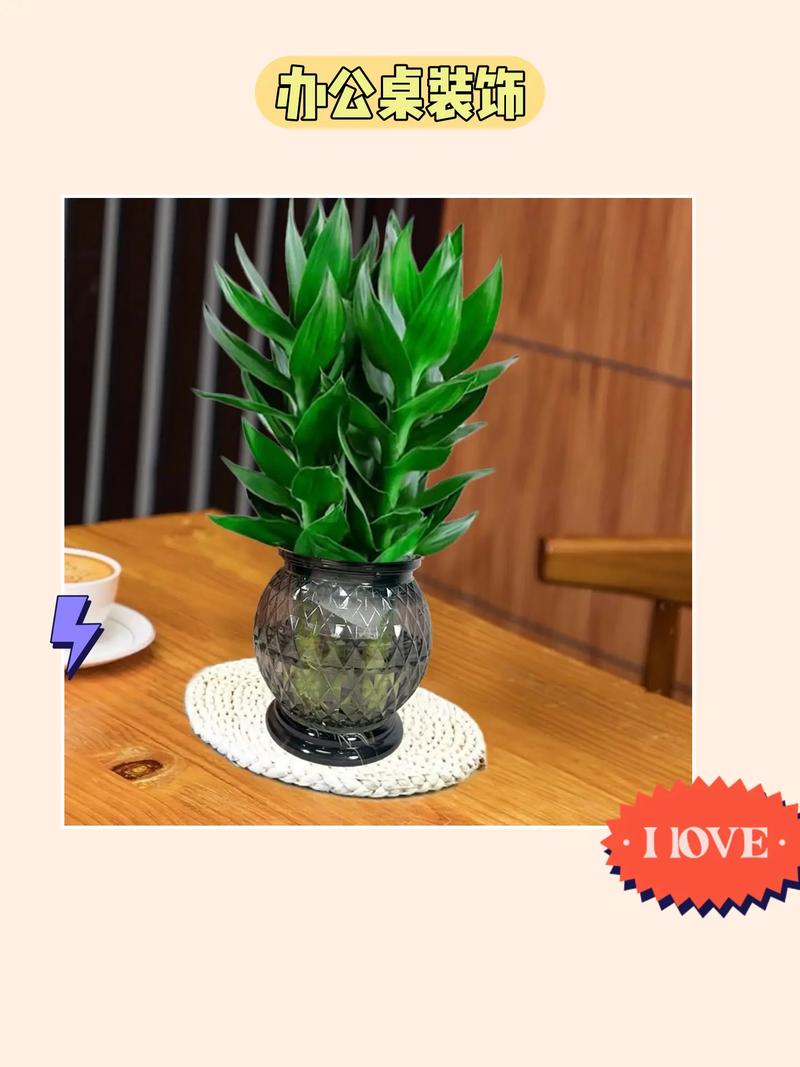海南观音竹怎么养，夏天海南的植物怎么养护好。