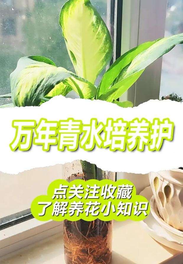 植物为什么喝水,哪种植物喜欢喝水养护的土壤。 爬藤植物 植物为什么喝水,哪种植物喜欢喝水养护的土壤。 第2张 植物为什么喝水,哪种植物喜欢喝水养护的土壤。 爬藤植物